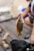 Galeria de Fotos - FOTOS - Pesca de Cais